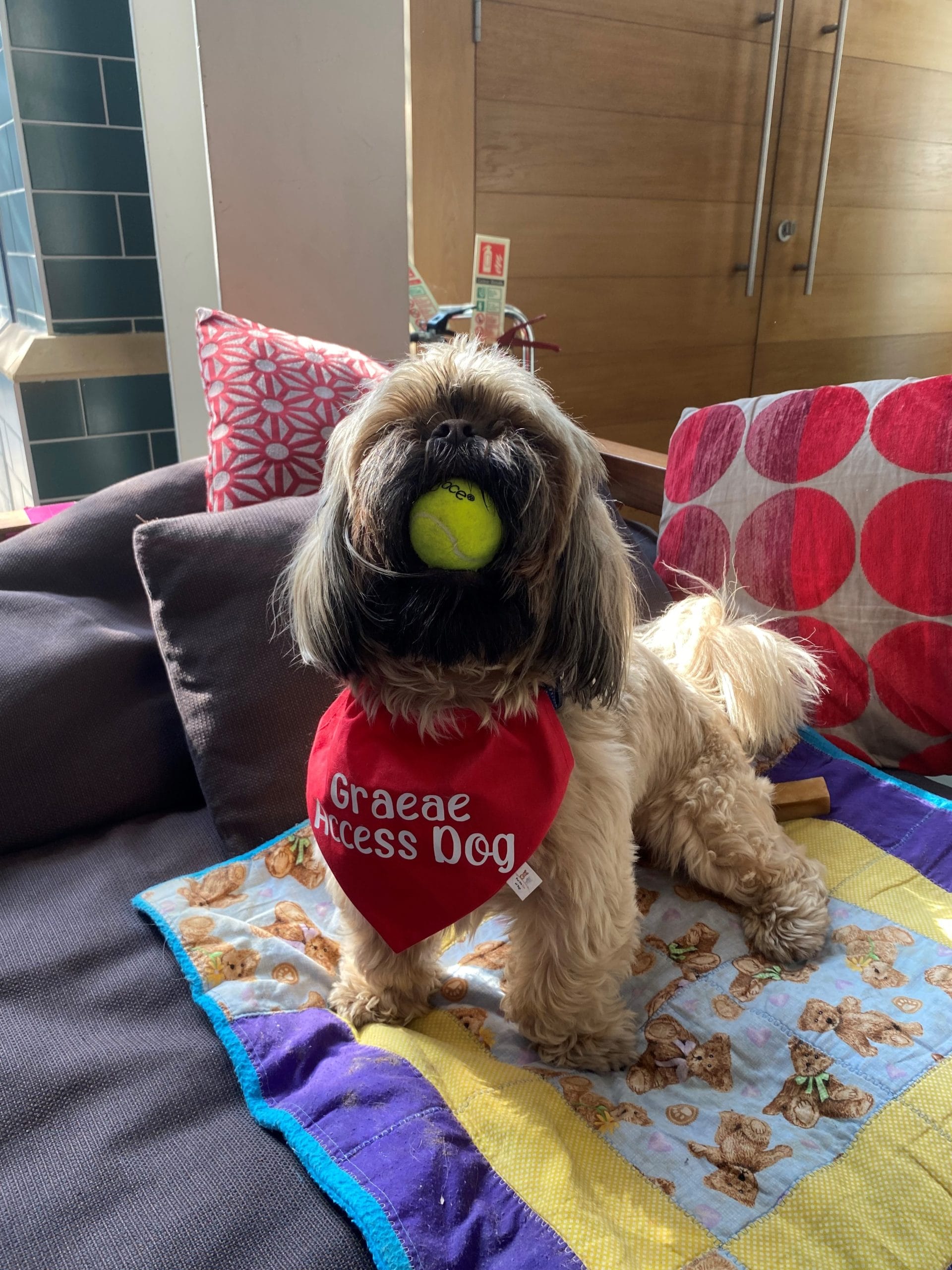 A small fluffy dog with a tennis ball in it's mouth. It's wearing a red neckerchief that reads Graeae Access Dog